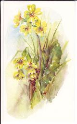 Flower painting by Mary Smith, oxslip.